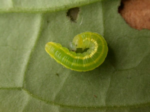 Greta hermana 4th instar, KRW-170
