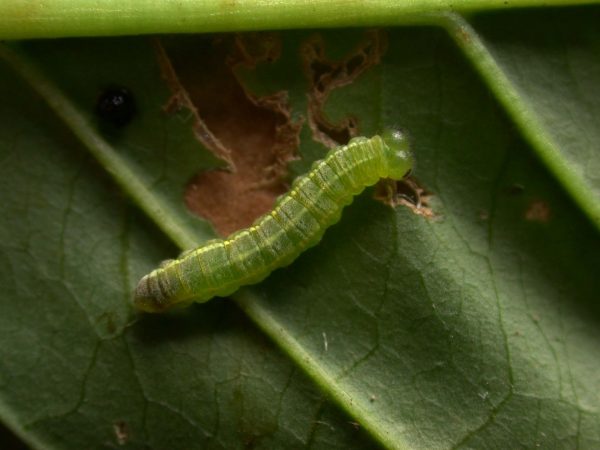 Greta hermana 4th instar, KRW-170