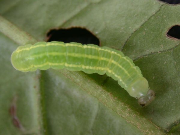 Greta hermana 4th instar, KRW-167