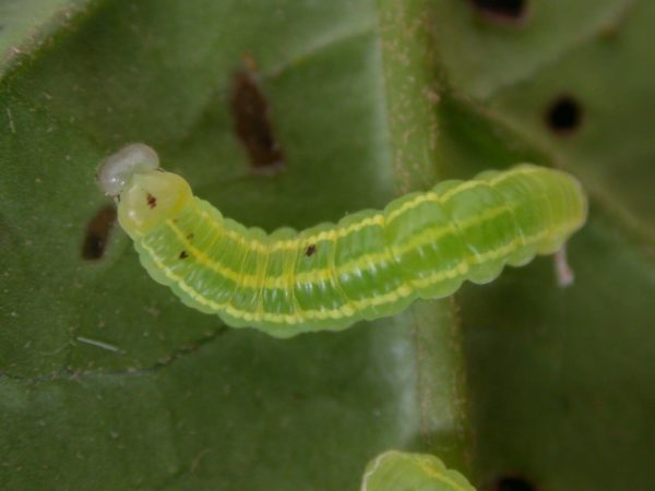 Greta hermana 4th instar, KRW-167