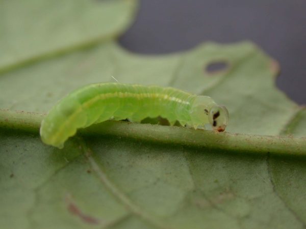 Greta hermana 4th instar, KRW-167