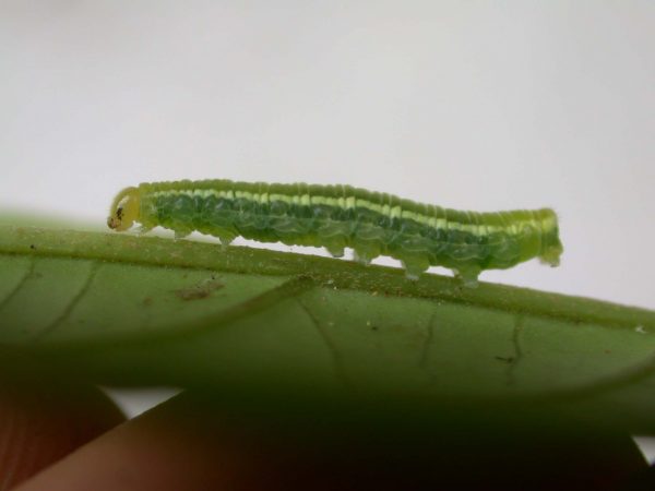 Greta hermana 4th instar, KRW-169