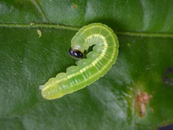 Greta hermana 4th instar, KRW-170