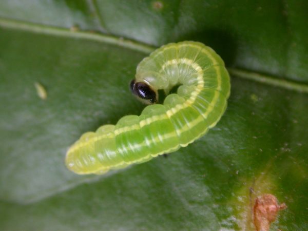 Greta hermana 4th instar, KRW-170