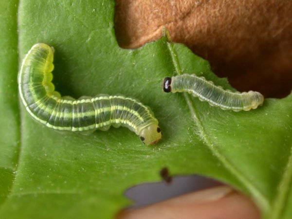 Greta hermana 4th instar, KRW-172