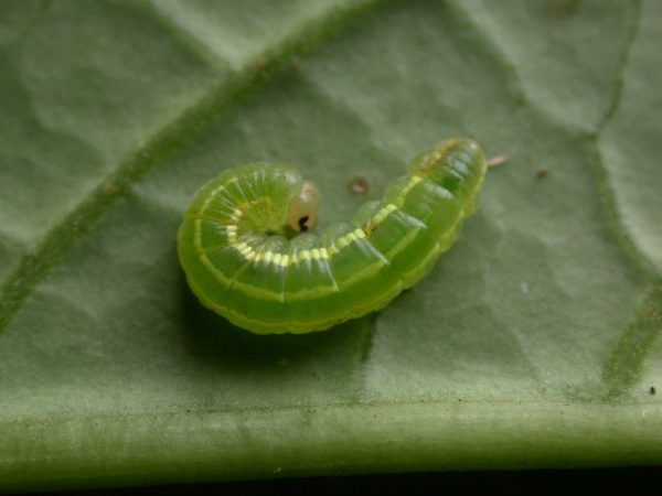 Greta hermana 4th instar, KRW-190