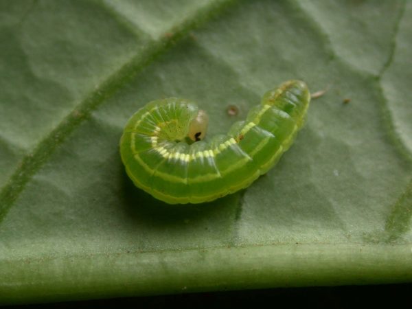 Greta hermana 4th instar, KRW-190