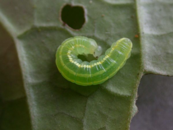 Greta hermana 4th instar, KRW-78