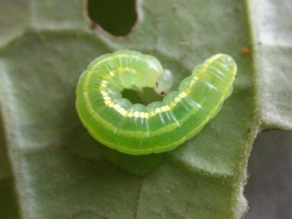 Greta hermana 4th instar, KRW-78