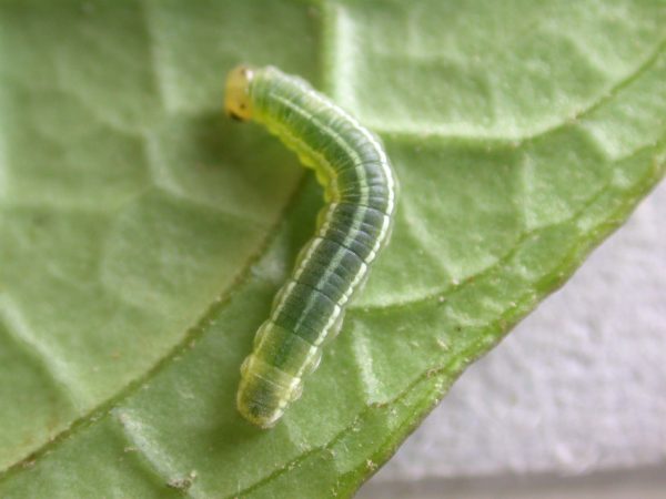 Greta hermana 4th instar, KRW-93