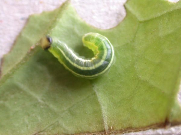 Greta hermana 4th instar, KRW-93