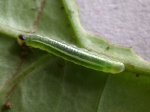 Greta hermana 4th instar, KRW-93