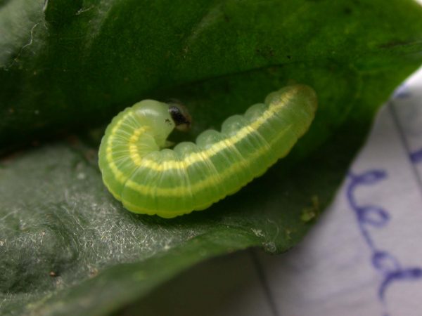 Greta hermana 4th instar, KRW-