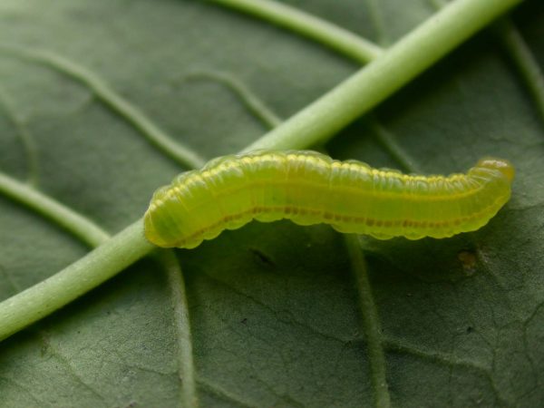 Greta hermana 4th instar, KRW-140
