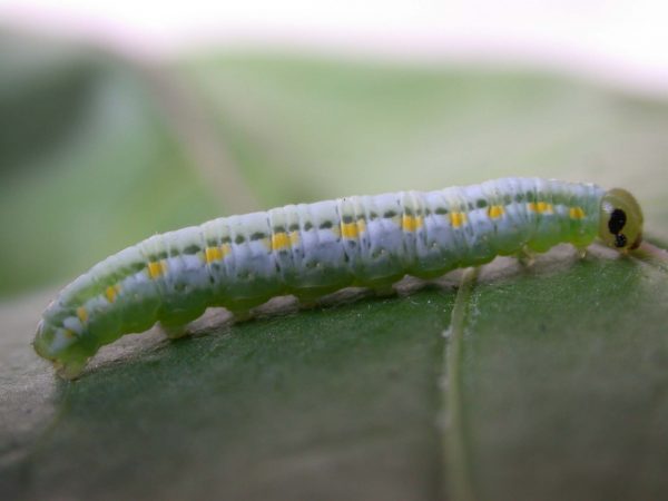 Greta hermana 5th instar, KRW-127-1