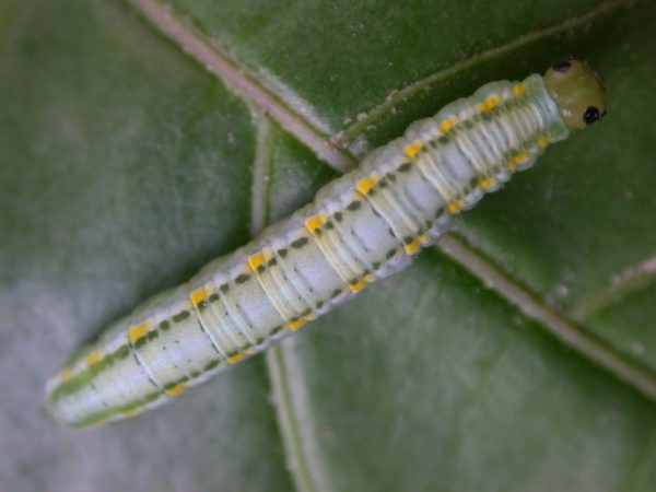 Greta hermana 5th instar, KRW-127-1