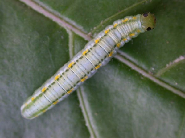 Greta hermana 5th instar, KRW-127-1