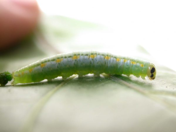 Greta hermana 5th instar, KRW-127-1