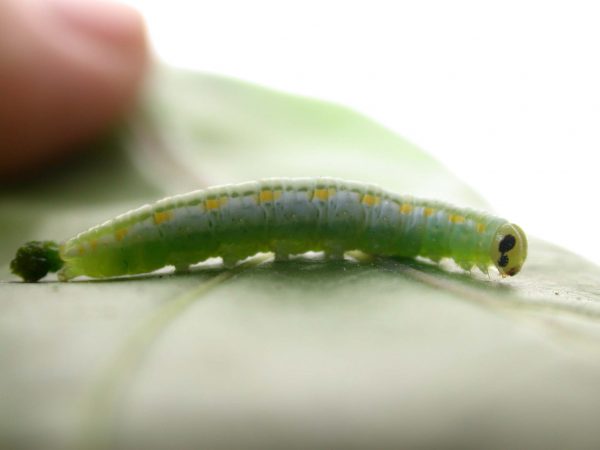 Greta hermana 5th instar, KRW-127-1