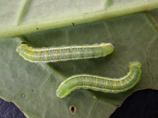 Greta hermana 5th instar, KRW-127-2