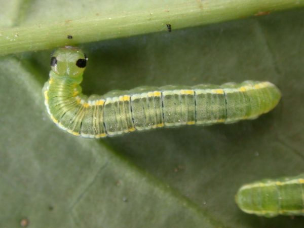 Greta hermana 5th instar, KRW-127-2