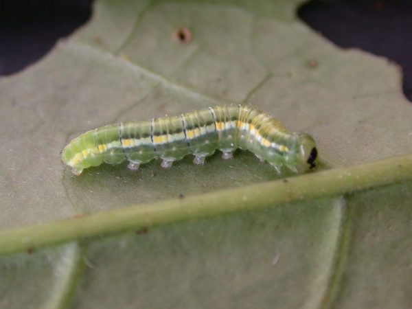 Greta hermana 5th instar, KRW-127-2