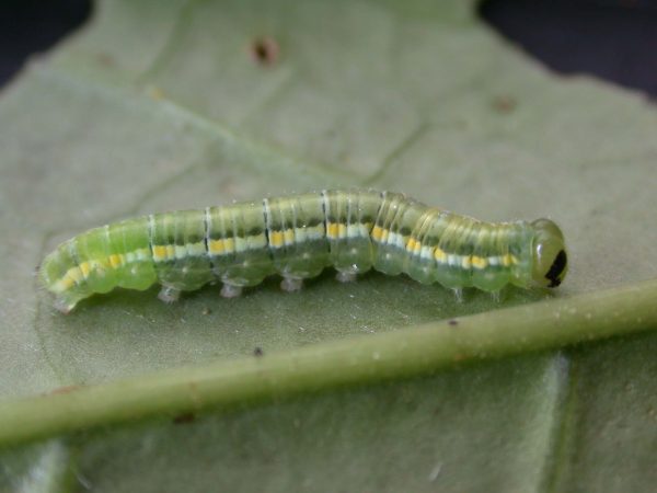 Greta hermana 5th instar, KRW-127-2