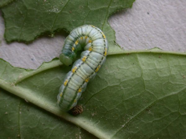 Greta hermana 5th instar, KRW-127-2