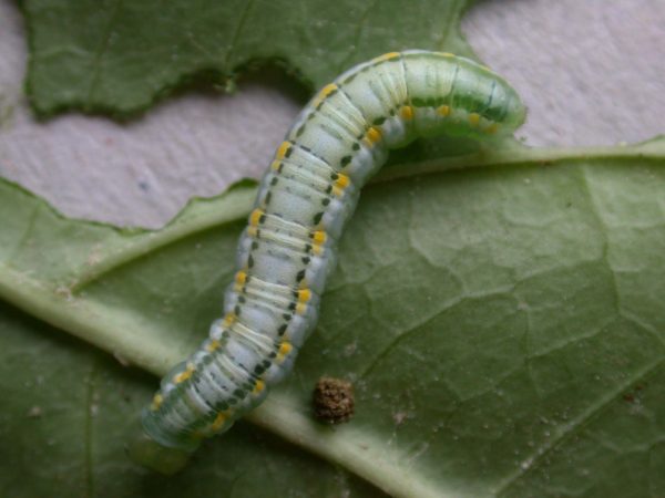 Greta hermana 5th instar, KRW-127-2