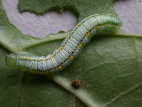 Greta hermana 5th instar, KRW-127-2