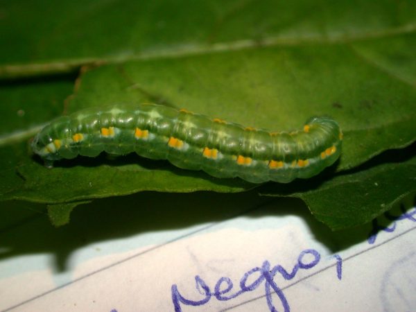 Greta hermana 5th instar, KRW-136a