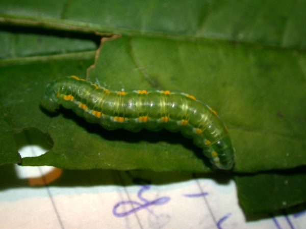 Greta hermana 5th instar, KRW-136a