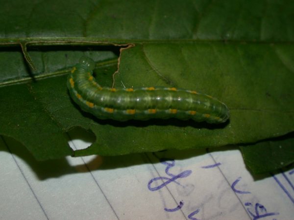 Greta hermana 5th instar, KRW-136a