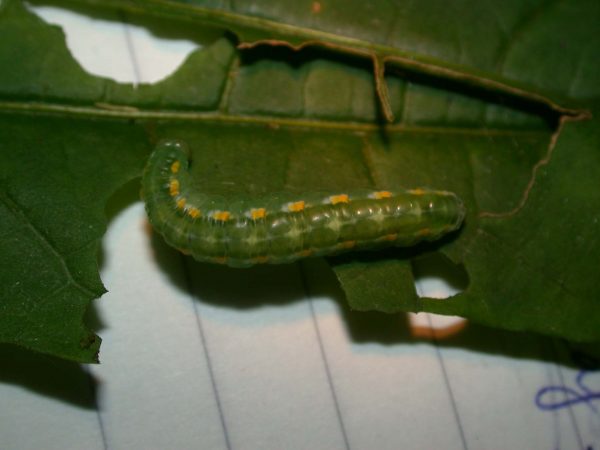 Greta hermana 5th instar, KRW-136a