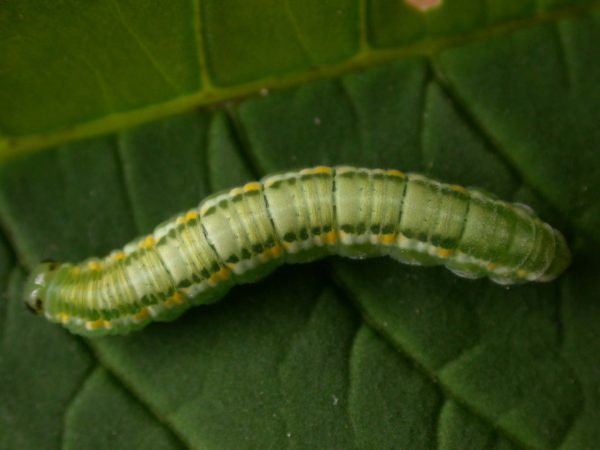 Greta hermana 5th instar, KRW-136b