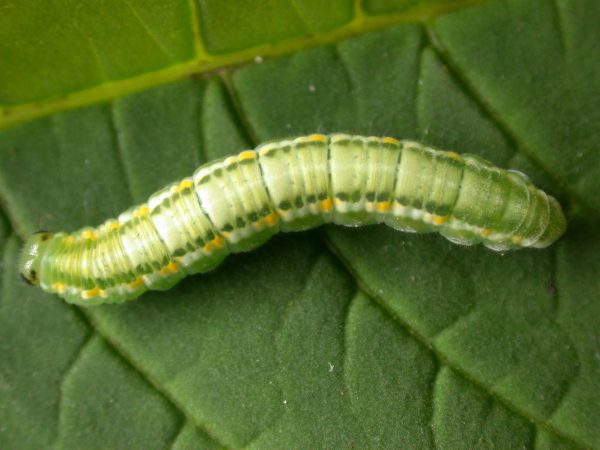 Greta hermana 5th instar, KRW-136b