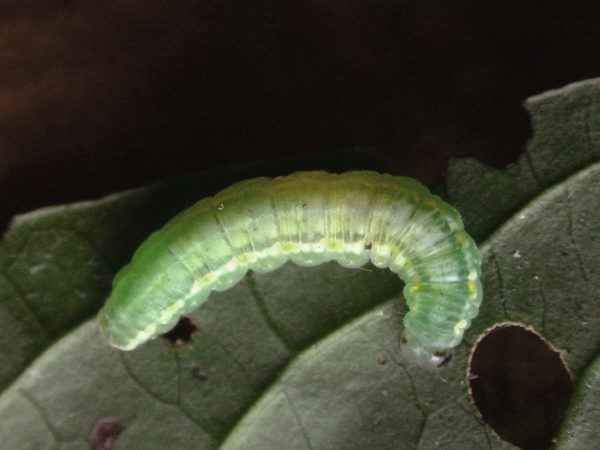 Greta hermana 5th instar, KRW-136b