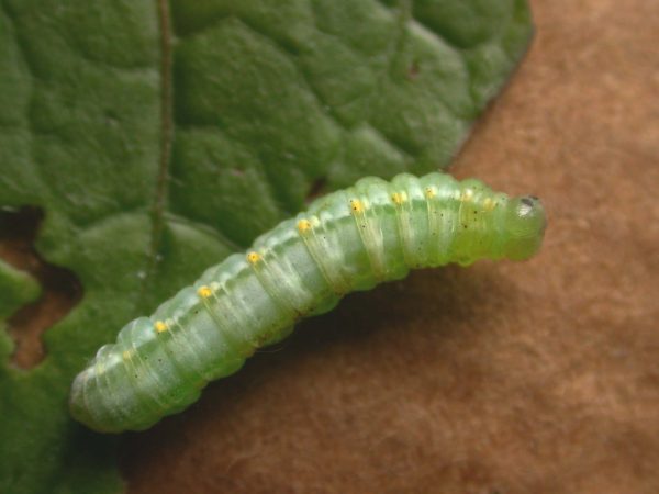 Greta hermana 5th instar, KRW-138