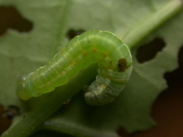 Greta hermana 5th instar, KRW-139