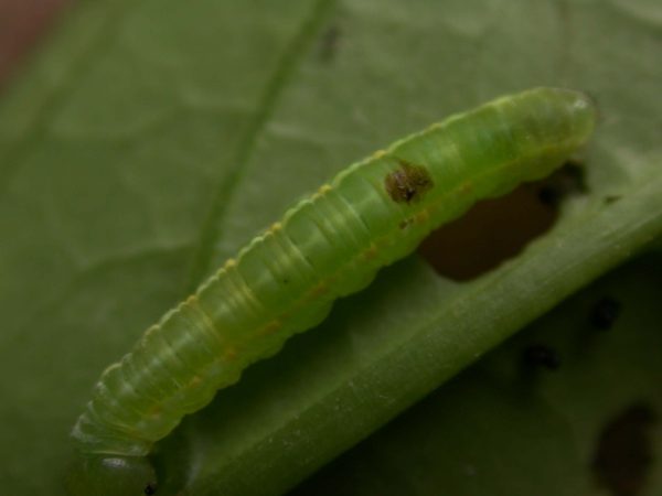 Greta hermana 5th instar, KRW-139