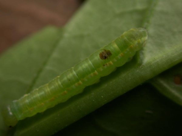 Greta hermana 5th instar, KRW-139