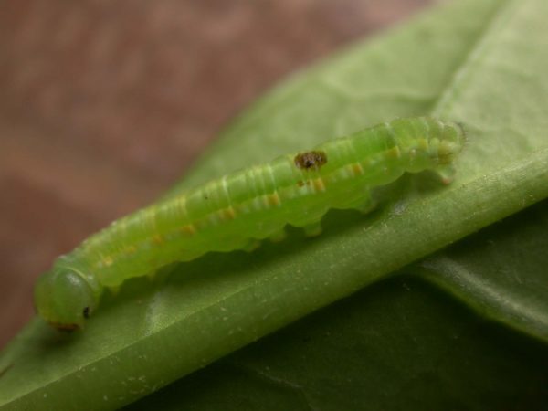 Greta hermana 5th instar, KRW-139