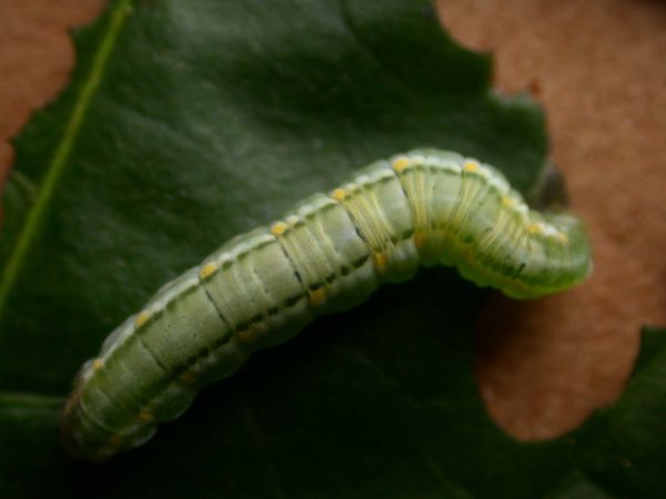 Greta hermana 5th instar, KRW-140