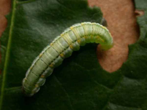 Greta hermana 5th instar, KRW-140