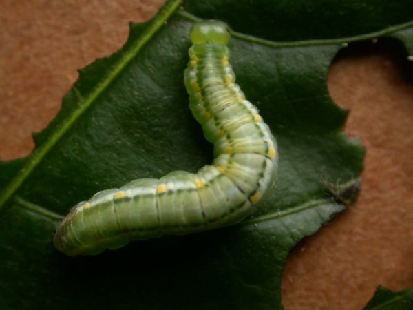 Greta hermana 5th instar, KRW-140