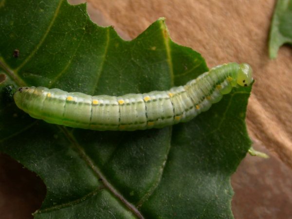 Greta hermana 5th instar, KRW-140