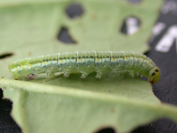 Greta hermana 5th instar, KRW-168