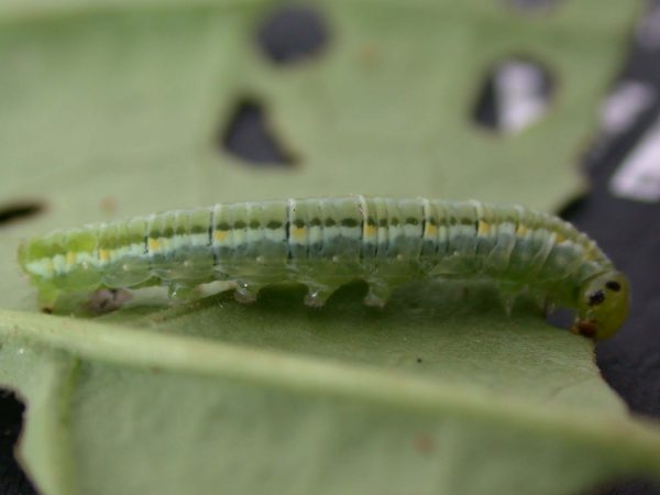 Greta hermana 5th instar, KRW-168