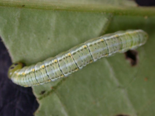 Greta hermana 5th instar, KRW-168