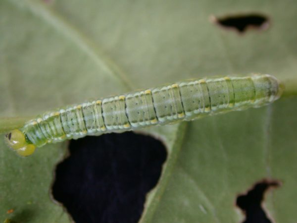 Greta hermana 5th instar, KRW-168